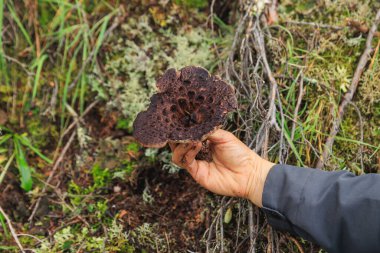 Picking wild sarcodon imbricatus, edible mushroom in forest of China clipart