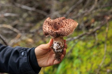 Picking wild sarcodon imbricatus, edible mushroom in forest of China clipart