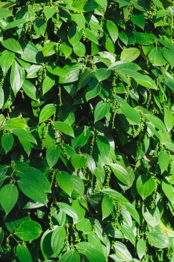 Bahçedeki ağaçta karabiber meyveleri yetişir.