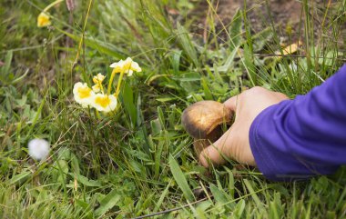 Çiçekli çayırlarda el pençe divan duran yabani mantarlar