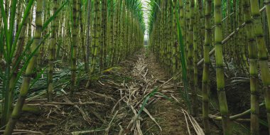 Şeker kamışı bitkileri tarlada yetişir