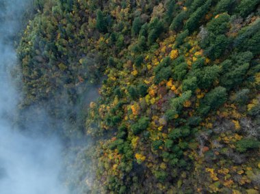 Sonbahar ormanı insansız hava aracı görüntüsü