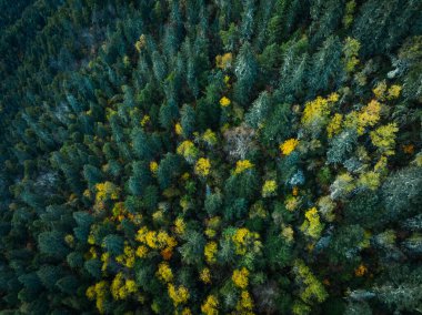 Güzel sonbahar ormanı hava aracı manzarası