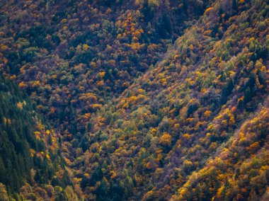 Güzel sonbahar orman manzarası. 