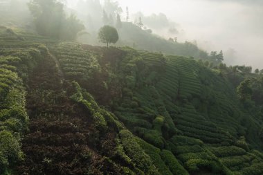 Çin 'deki güzel çay terası manzarası.