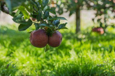 Apples grow on tree in sunshine clipart