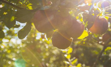 Elmalar gün ışığında ağaçta yetişir.