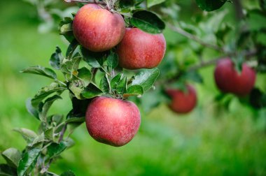 Bahçedeki ağaçta yetişen kırmızı elmalar