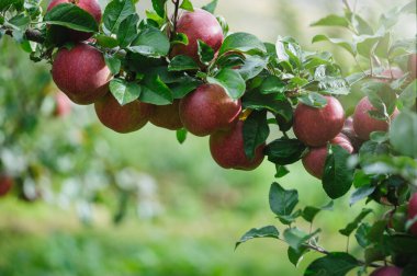 Bahçedeki ağaçta yetişen kırmızı elmalar