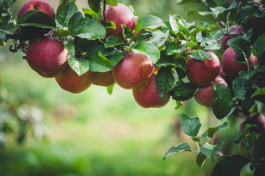 Bahçedeki ağaçta yetişen kırmızı elmalar