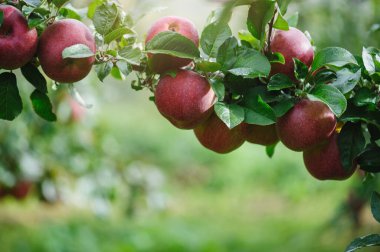 Red apples grow on tree in garden clipart