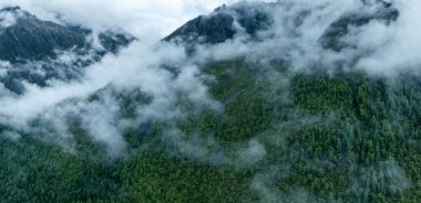 Sis ve yağmurda orman ve çayır manzarası