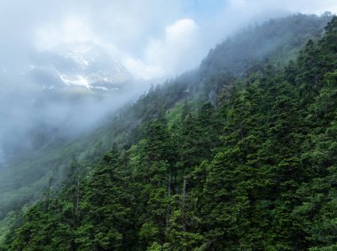 Güzel kar örtülü dağların ve yaz ormanlarının havadan görünüşü
