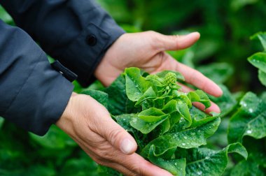 İnsanlar bahçedeki yeşil salatalıkları korur.
