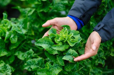 İnsanlar bahçedeki yeşil salatalıkları korur.
