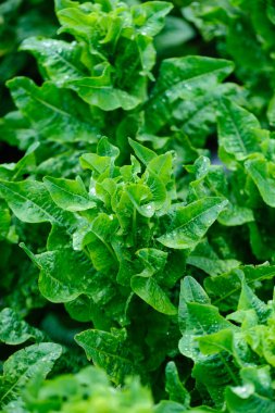 Bahçede yeşil salata ekinleri
