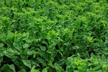 Bahçede yeşil salata ekinleri