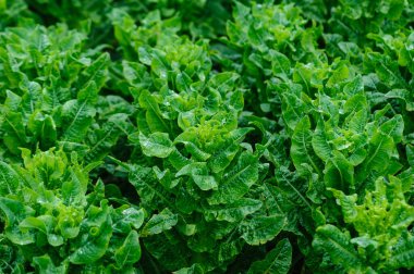 Bahçede yeşil salata ekinleri