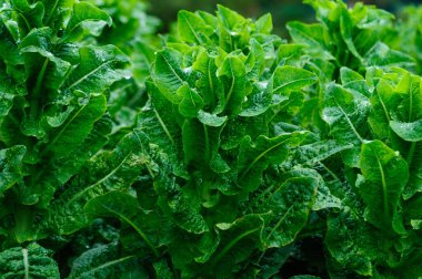 Bahçede yeşil salata ekinleri