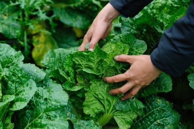 İnsanlar bahçede yeşil Çin lahanası topluyor.