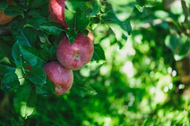 Kırmızı elmalar sabah güneşinde ağaçta yetişir.