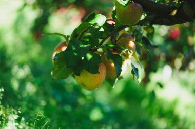 Red apples grow on tree in morning sunshine clipart