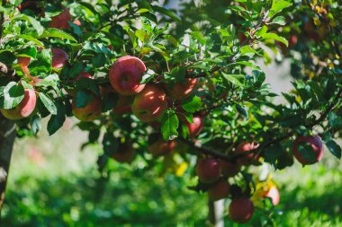 Elmalar gün ışığında ağaçta yetişir.