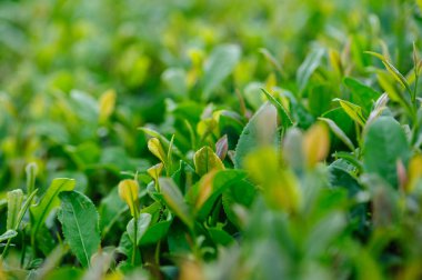 Bahar dağlarında yeşil çay ağaçları