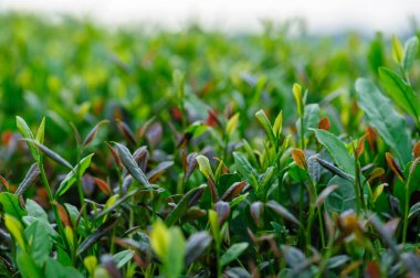 Bahar dağlarında yeşil çay ağaçları