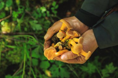 Ormanda yetişen mantar toplayan insanlar