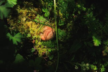 Ormanda yetişen latarius lezzetli mantar.