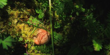 Ormanda yetişen latarius lezzetli mantar.