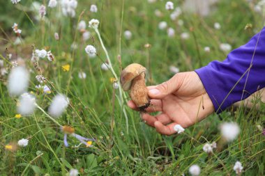 Çiçekli çayırlarda elle mantar topluyorum.