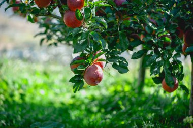 Red apples grow on tree in morning sunshine clipart