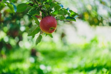 Kırmızı elmalar sabah güneşinde ağaçta yetişir.