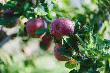 Red apples grow on tree in morning sunshine clipart