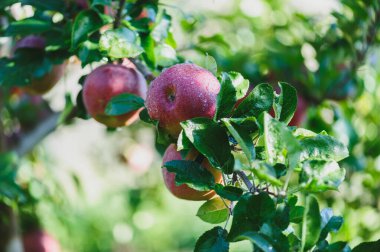 Kırmızı elmalar sabah güneşinde ağaçta yetişir.