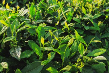 Bahar dağlarında yeşil çay ağaçları