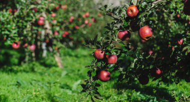 Kırmızı elmalar sabah güneşinde ağaçta yetişir.