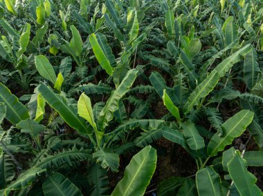 Tarlada yetişen muz ağaçlarının havadan görünüşü