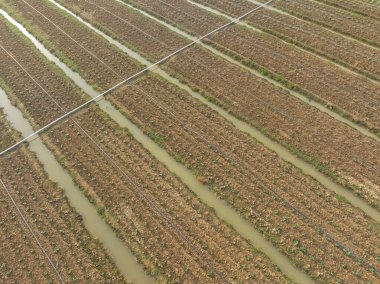 Aerial view of  vegetable plants growing at field clipart