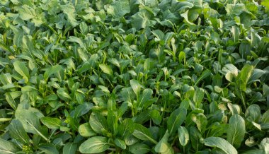 Tarlada yetişen sebze bitkilerinin havadan görünüşü