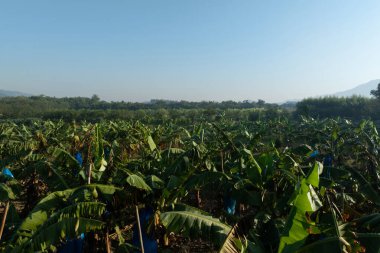 Tarlada yetişen muz ağaçları