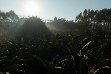 Banana trees growing in field clipart