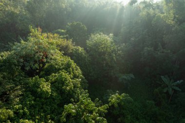 Tarlada yetişen muz ağaçları