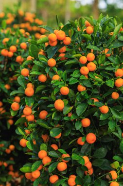 Mutlu Çin Yeni Yılı dekorasyonu için Çin narenciyesi saksısı.