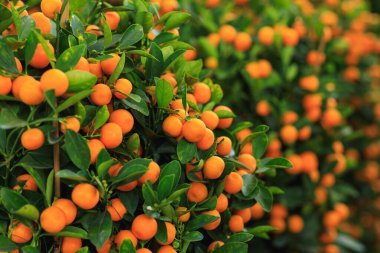 Mutlu Çin Yeni Yılı dekorasyonu için Çin narenciyesi saksısı.