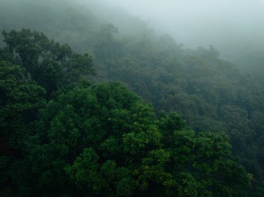 İlkbaharda güzel tropikal orman dağ manzarası