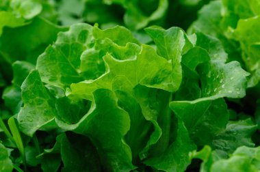 Sebze bahçesinde yeşil marul yetişiyor.