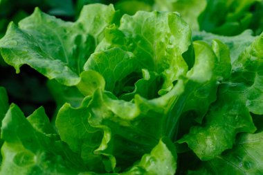 Sebze bahçesinde yeşil marul yetişiyor.